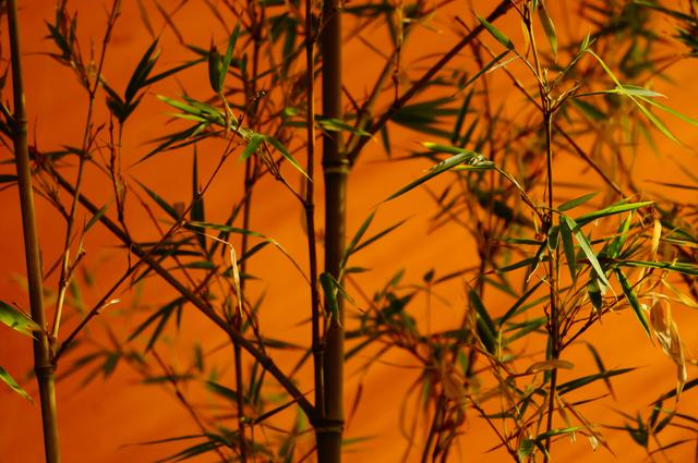 Bamboo fiber as regenerative material image