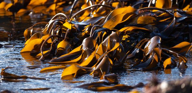 8 companies reinventing packaging with seaweed image