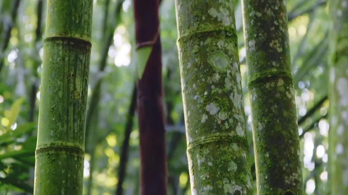Supplier /organization/ecoplanet-bamboo