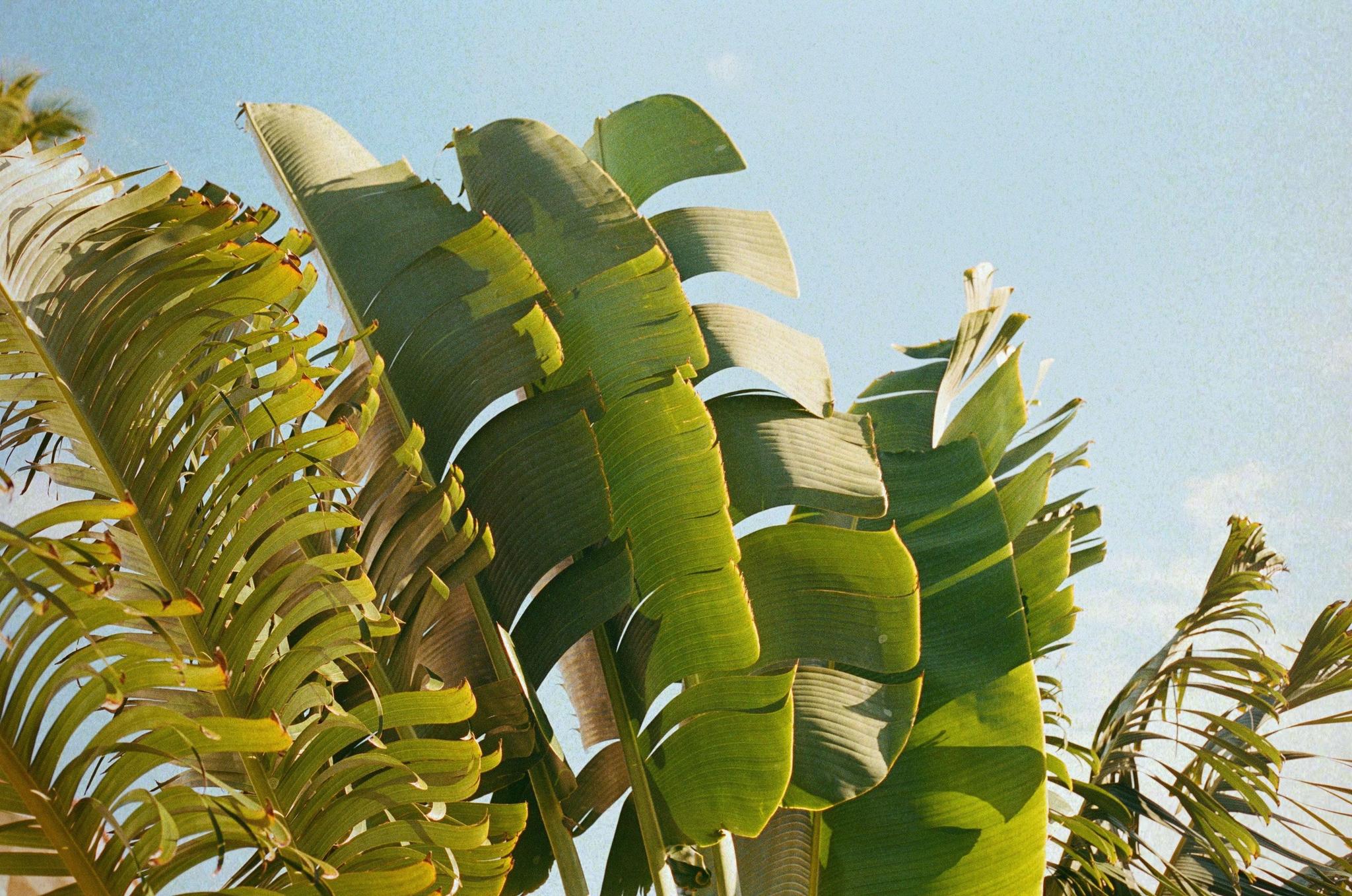 banana plant, native to South East Asia