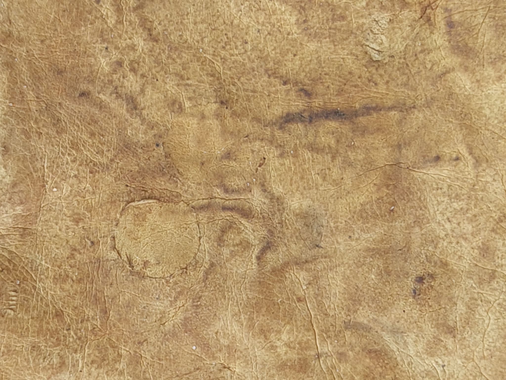  Mycorium Biotech pioneers sustainable biomaterials by exploring mycelium as an alternative to traditional leather. 