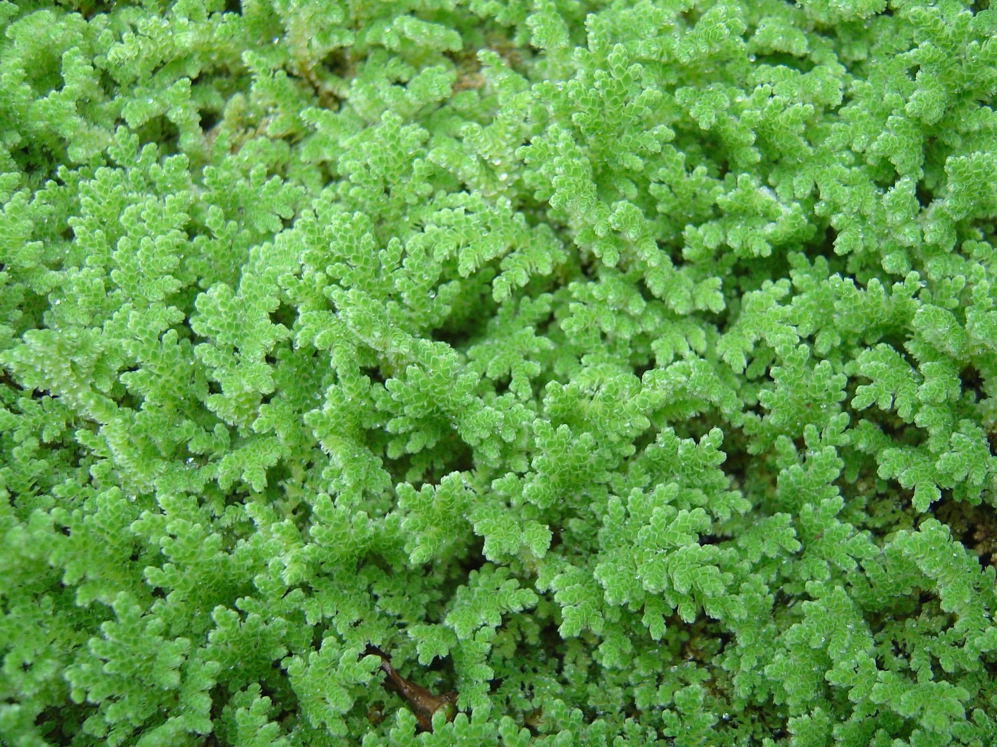  Azolla fern had a fascinating history dating back 50 million years ago (Source: [Wikipedia](https://en.wikipedia.org/wiki/Azolla event)) 