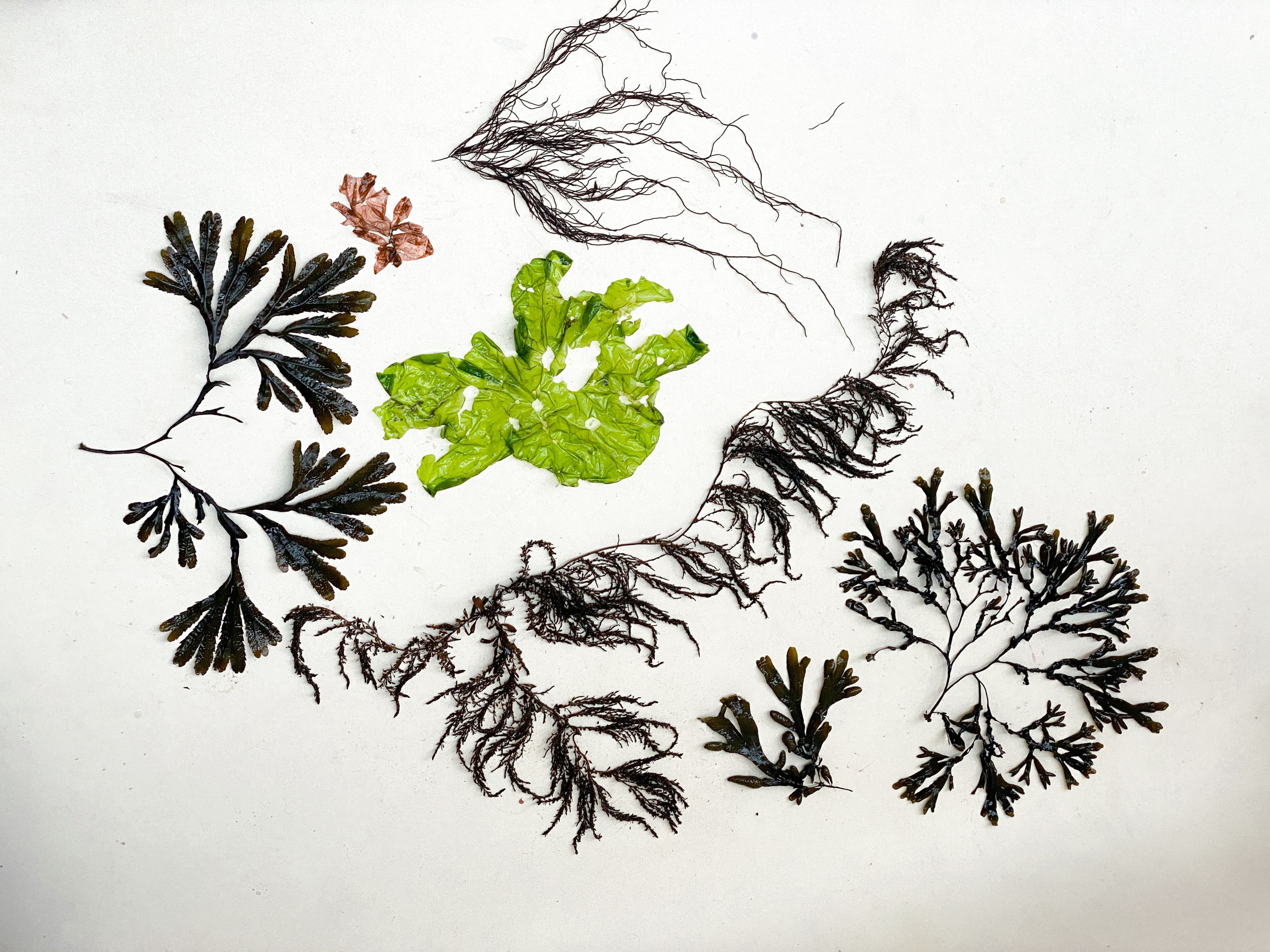 Nature's footprint: redefining shoe design with Aisha Kuijk