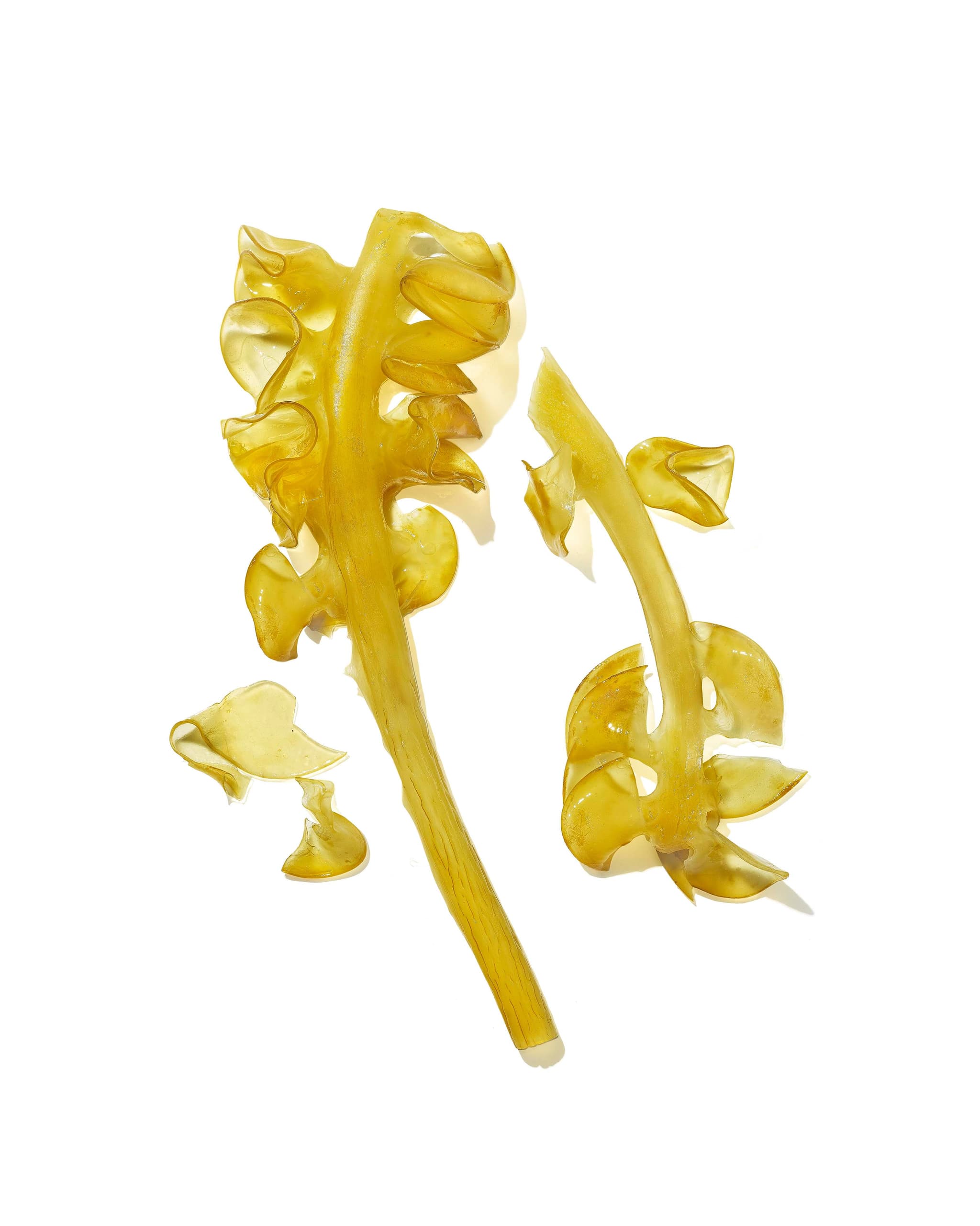 MASAMI's Vegan Secret to Hydration: The Power of Japanese Mekabu