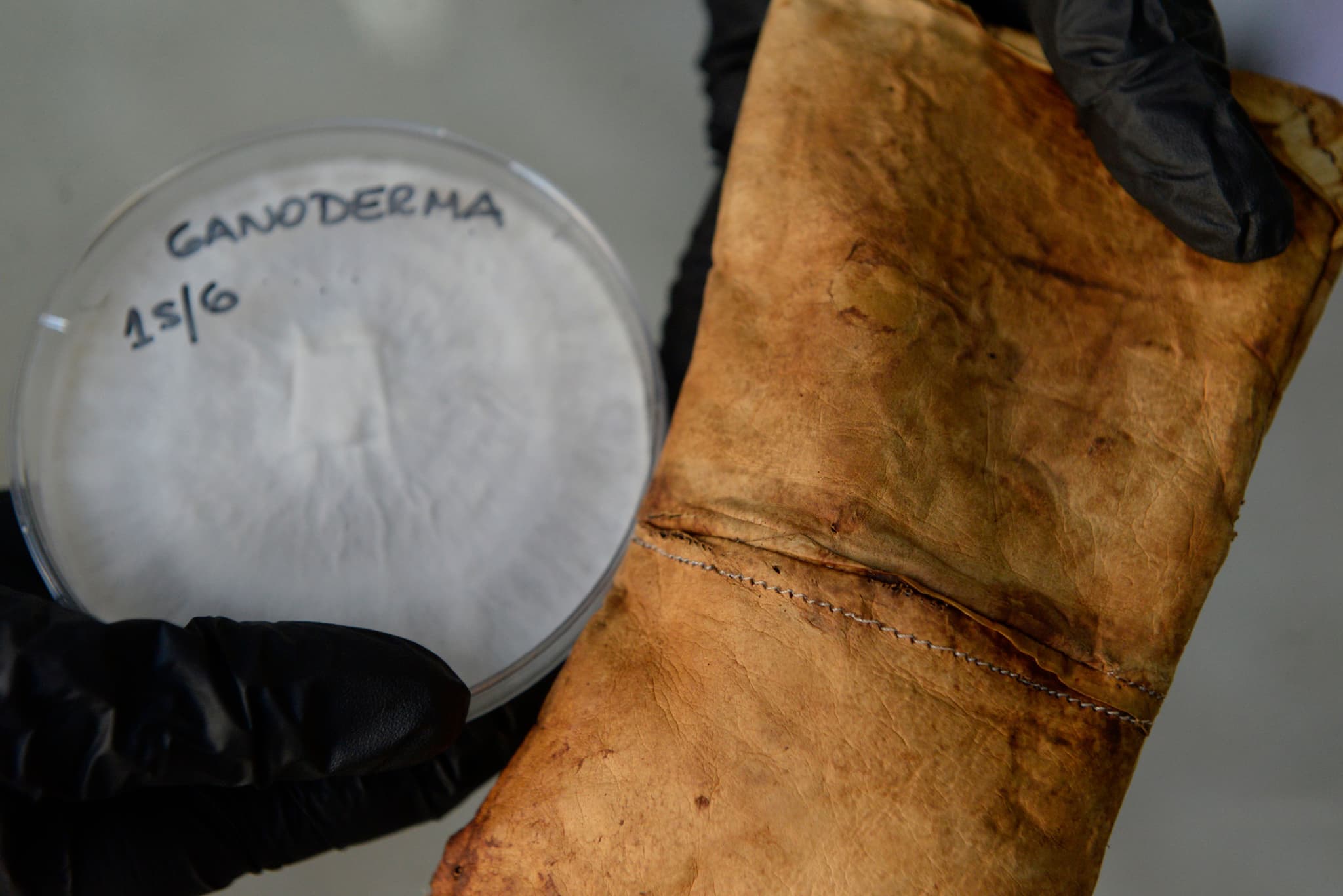  Mycorium Biotech aims to address a broader market segment, instead of premium market 