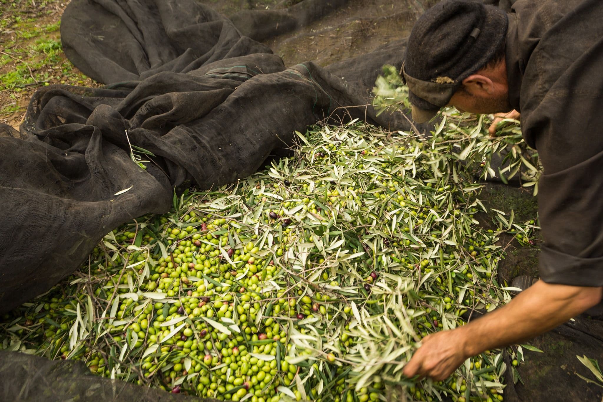 Olive-Leaf Tanned Leather Clears OEM Tests; Price Was the Hurdle