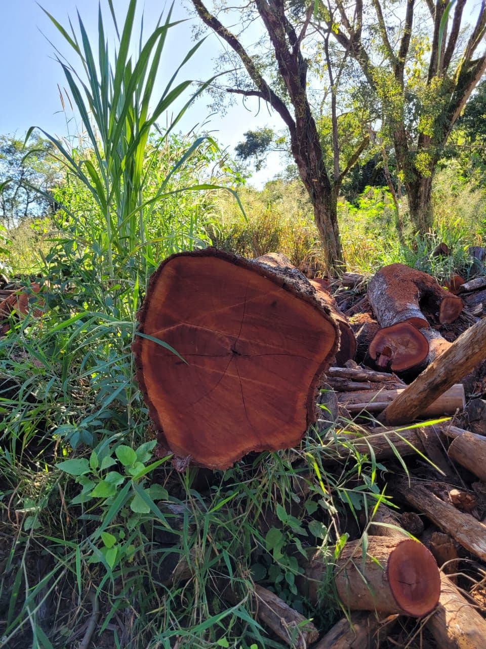 Tree stumps, main part of Tronco Coffee Table