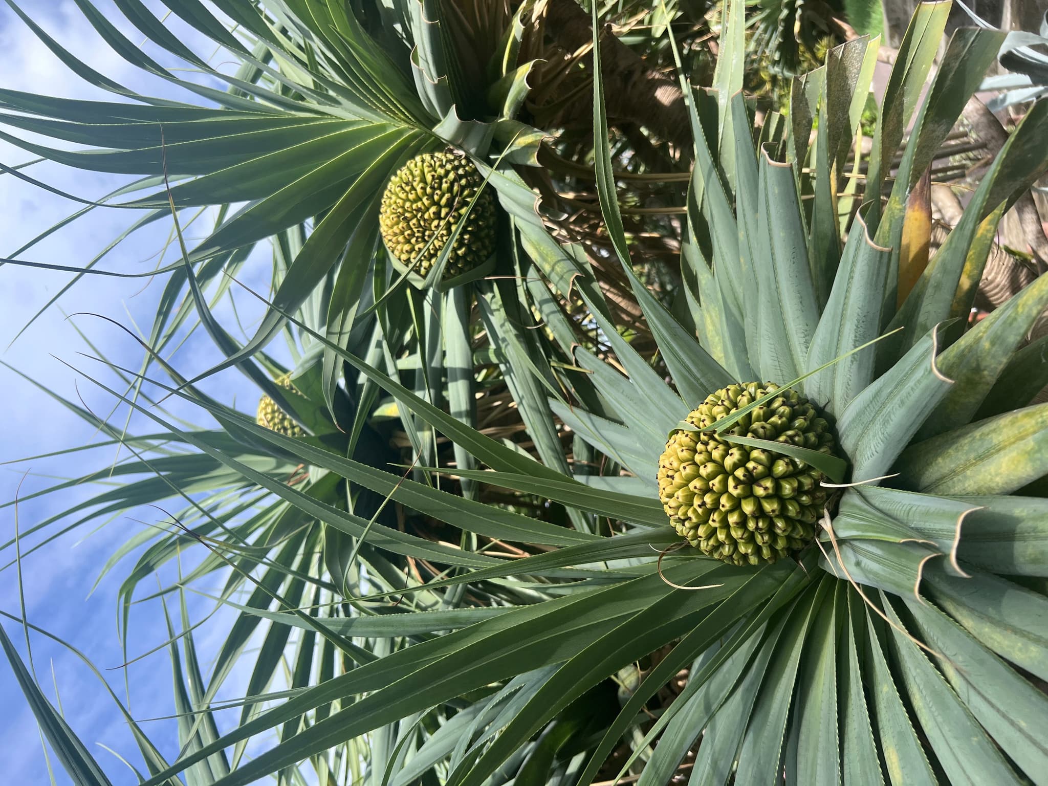 Agriculture in Grenada. The Kaylia Group is dedicated to sustainable education for women in vulnerable small island developing states in the CARICOM region.