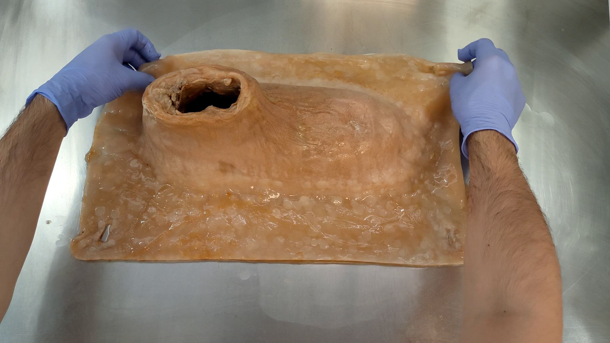 LivingShoe: the shoe just got out of the bioreactor after a static growth period