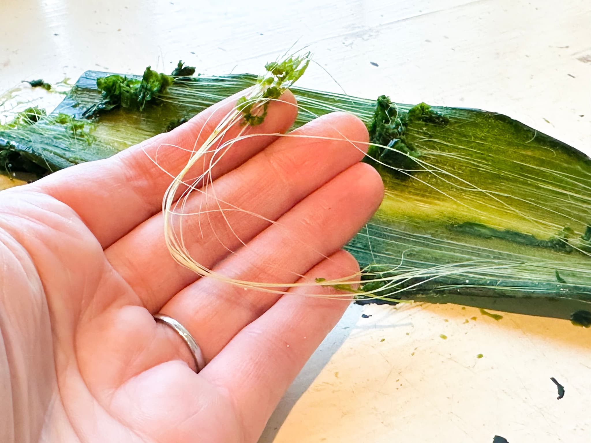 Plant Fiber (© 2024 Emily Zadoretzky All Rights Reserved)