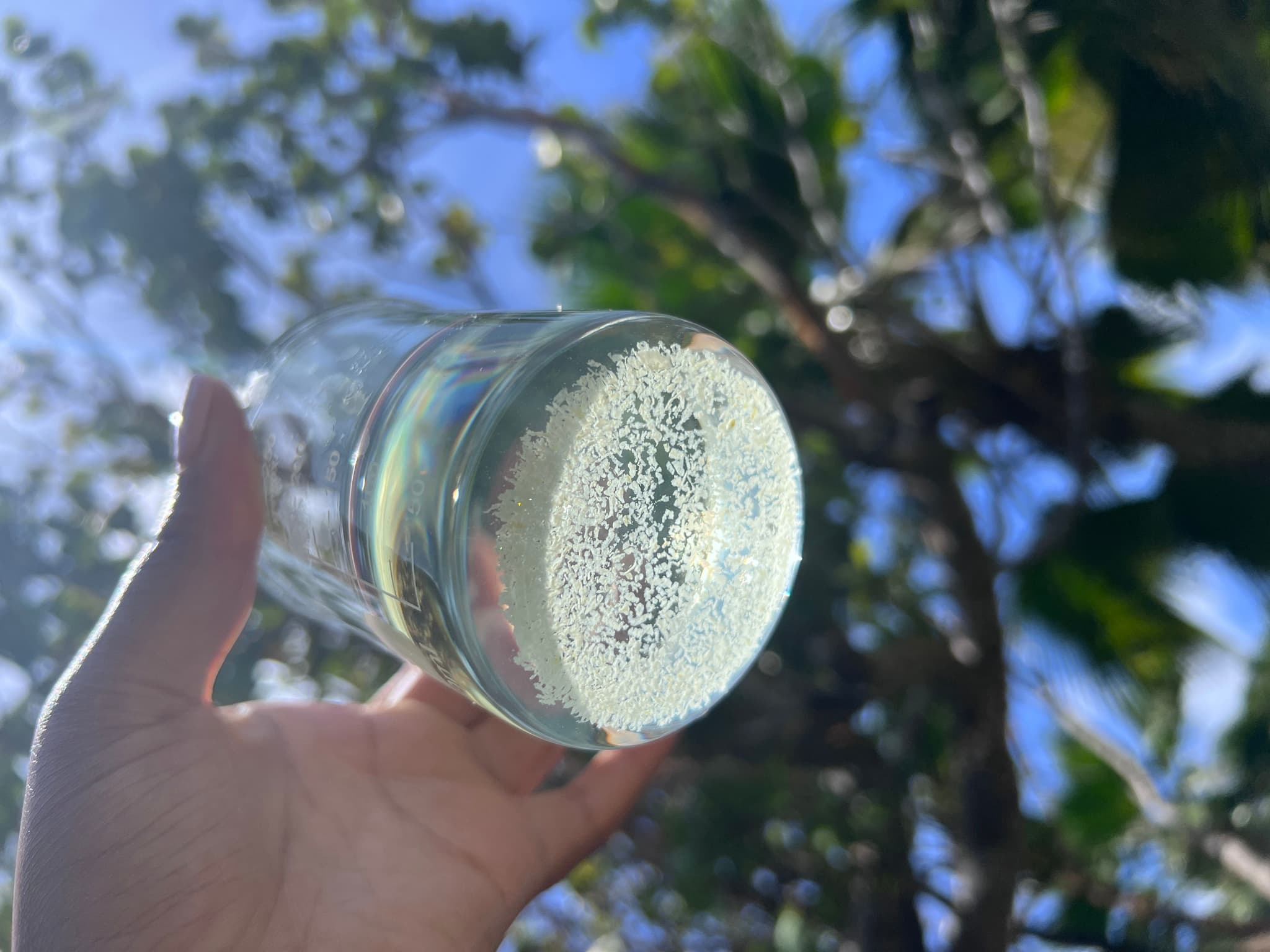 The first cellulose extraction for Metafibra. (Photo: The Kaylia Group)