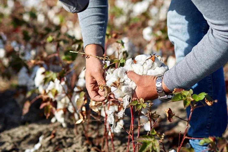 Egedeniz Textile's regenerative farming practices in Izmir, Turkey