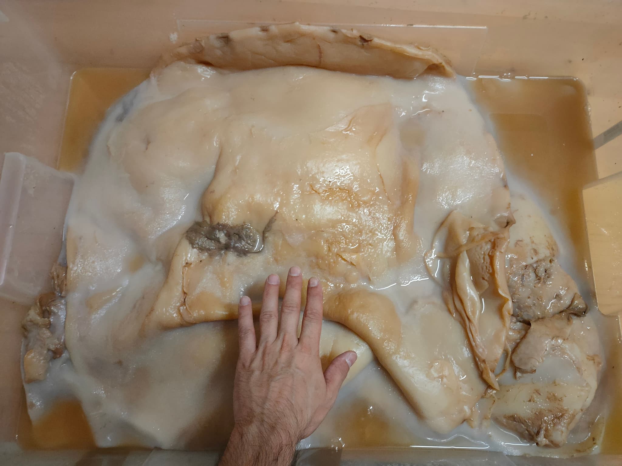 The potential scale of biofilm growth is immense; I've personally cultivated a kombucha culture measuring two square meters. Life is remarkably resilient and resource-driven: provide the means, and it will flourish.