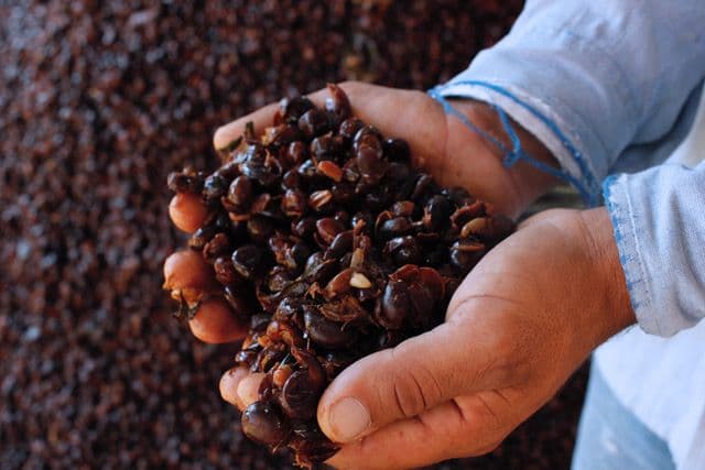 The collaboration of INMAKULATE with organizations like Textile Exchange and the Sustainable Fashion Association of Peru has shaped the future of organic cotton and sustainable practices.