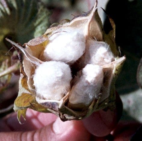 INMAKULATE is committed to deepening their understanding and refining their approaches to ensure the materials they champion are truly beneficial for the planet.