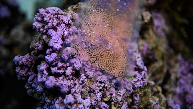 Living material next to the corals