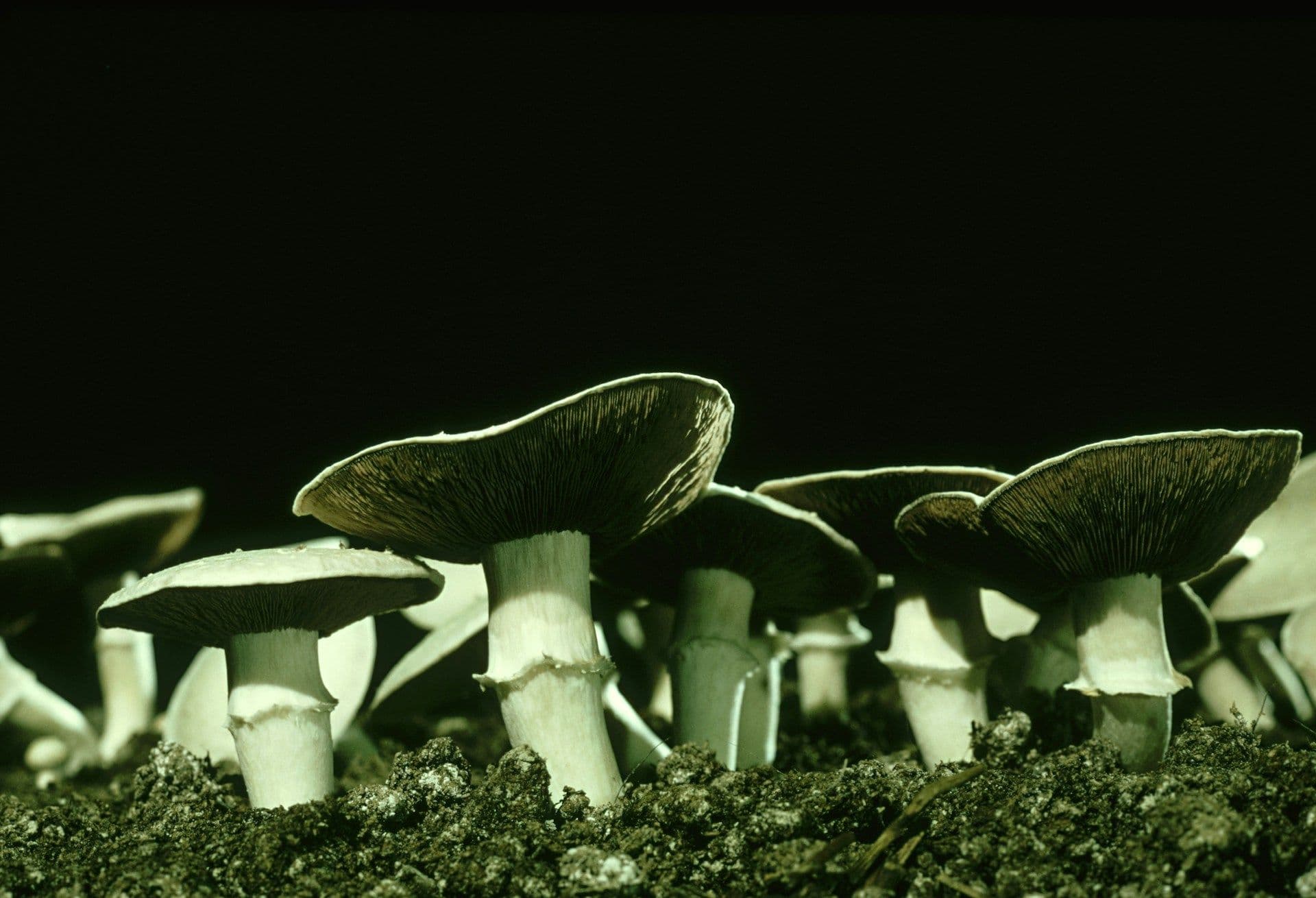 Tocco Report: Mycelium 2025-2026 - Fungal Futures