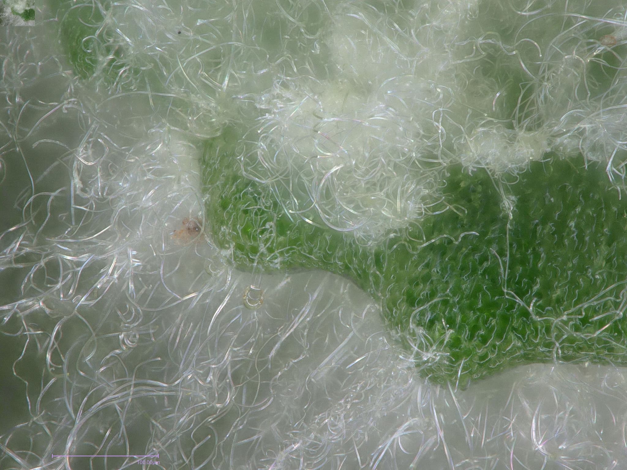 Natural wool on Dionysia's leaves from Sainsbury Lab Cambridge University