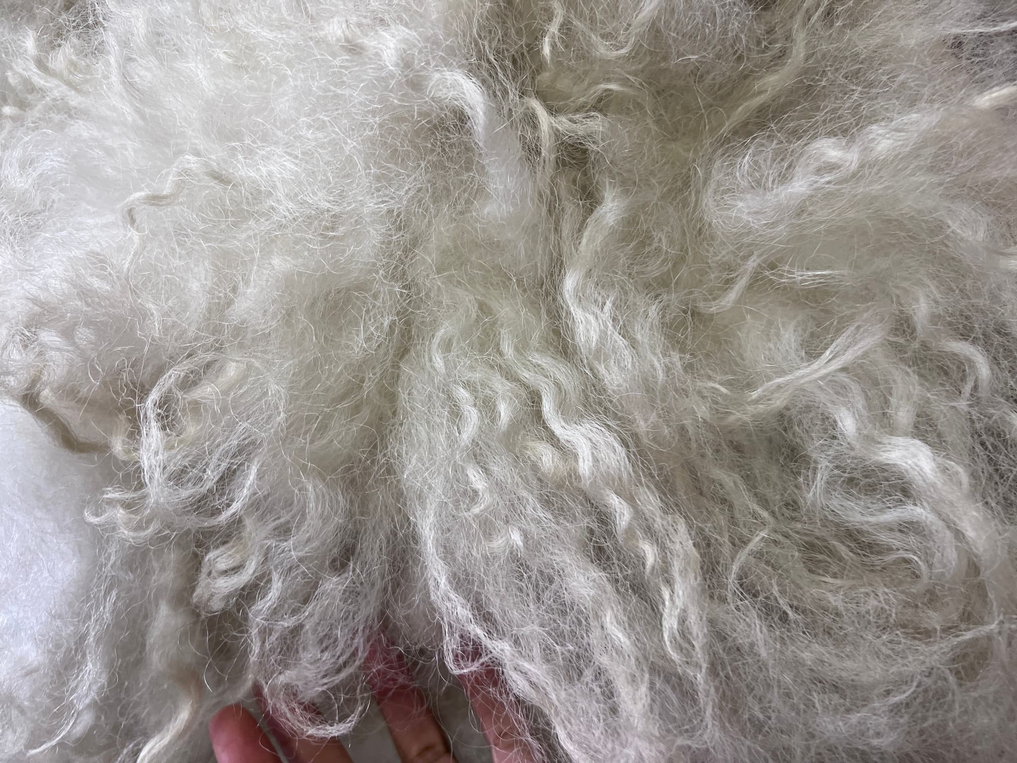 Raw Wool fiber in Piemonte (Photo: The Kaylia Group)