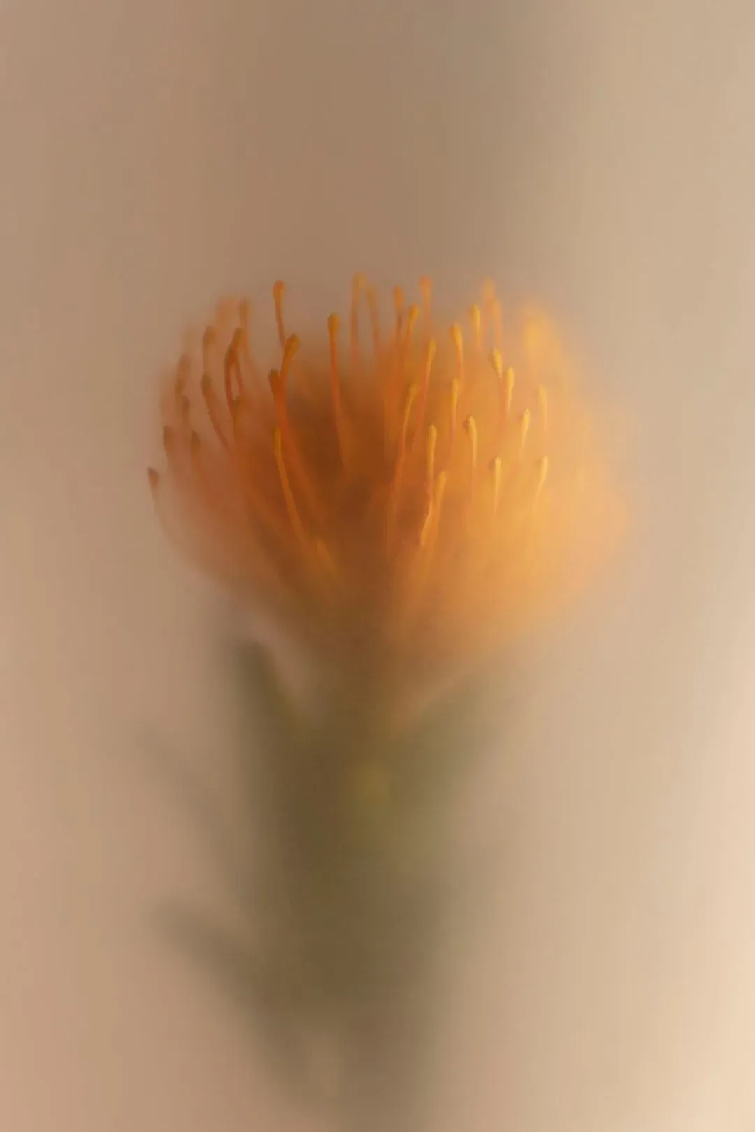 Savian Bio by BIOFLUFF (Photo credit: ©Studio Saison Romain Guittet)