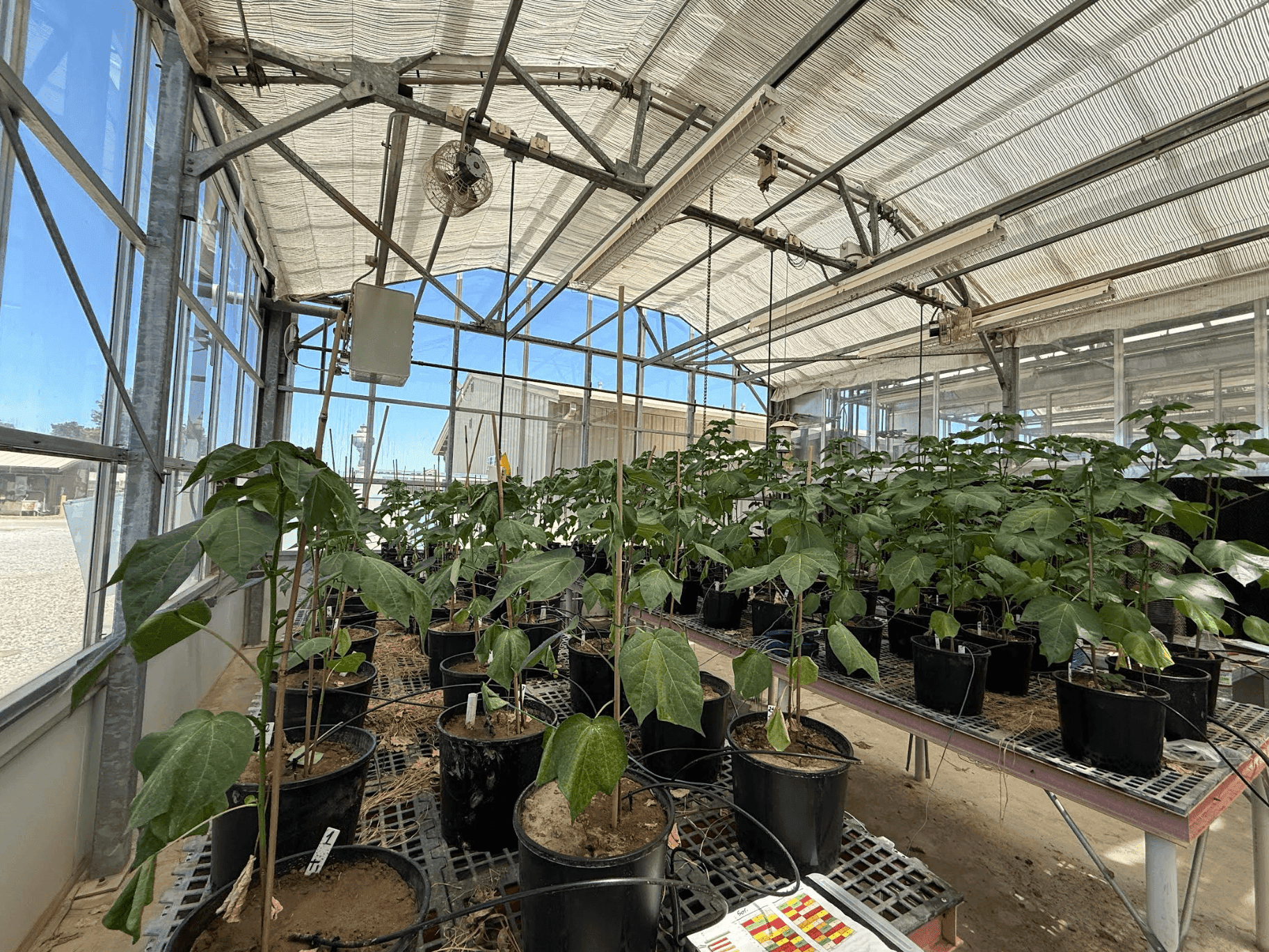 2024 UC David Greenhouse Trials