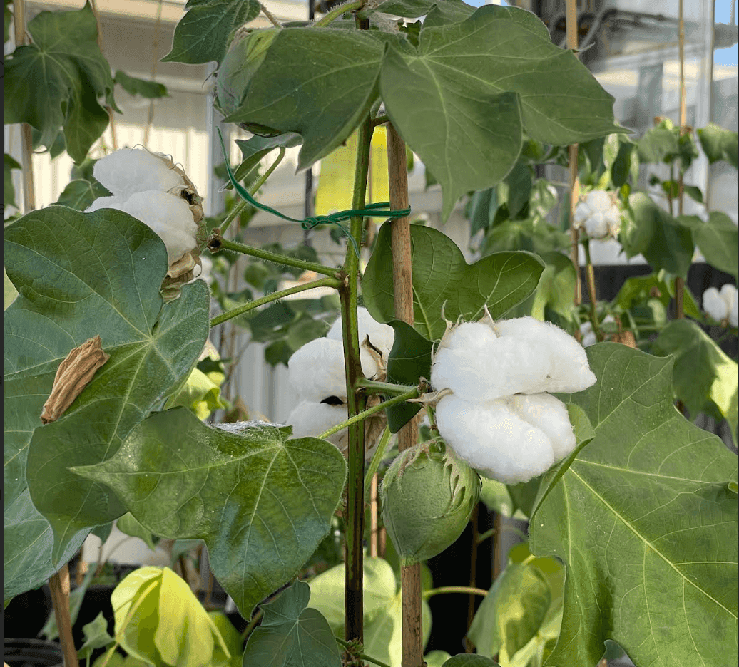 Biothread Ties Microbes, Satellites and Blockchain to Trace Regenerative Cotton