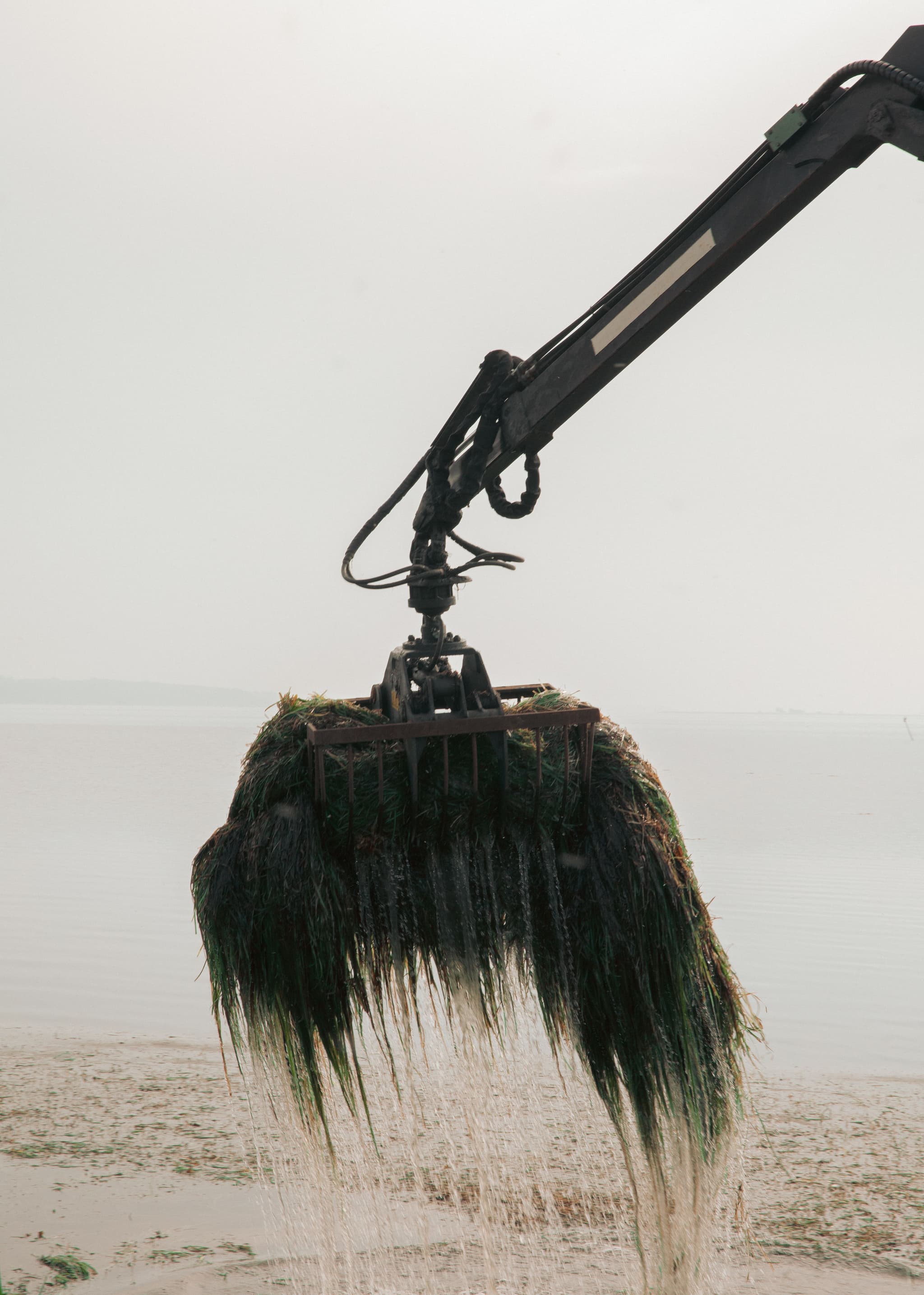 Collecting eelgrass. Photo by Christian Møller Andersen..