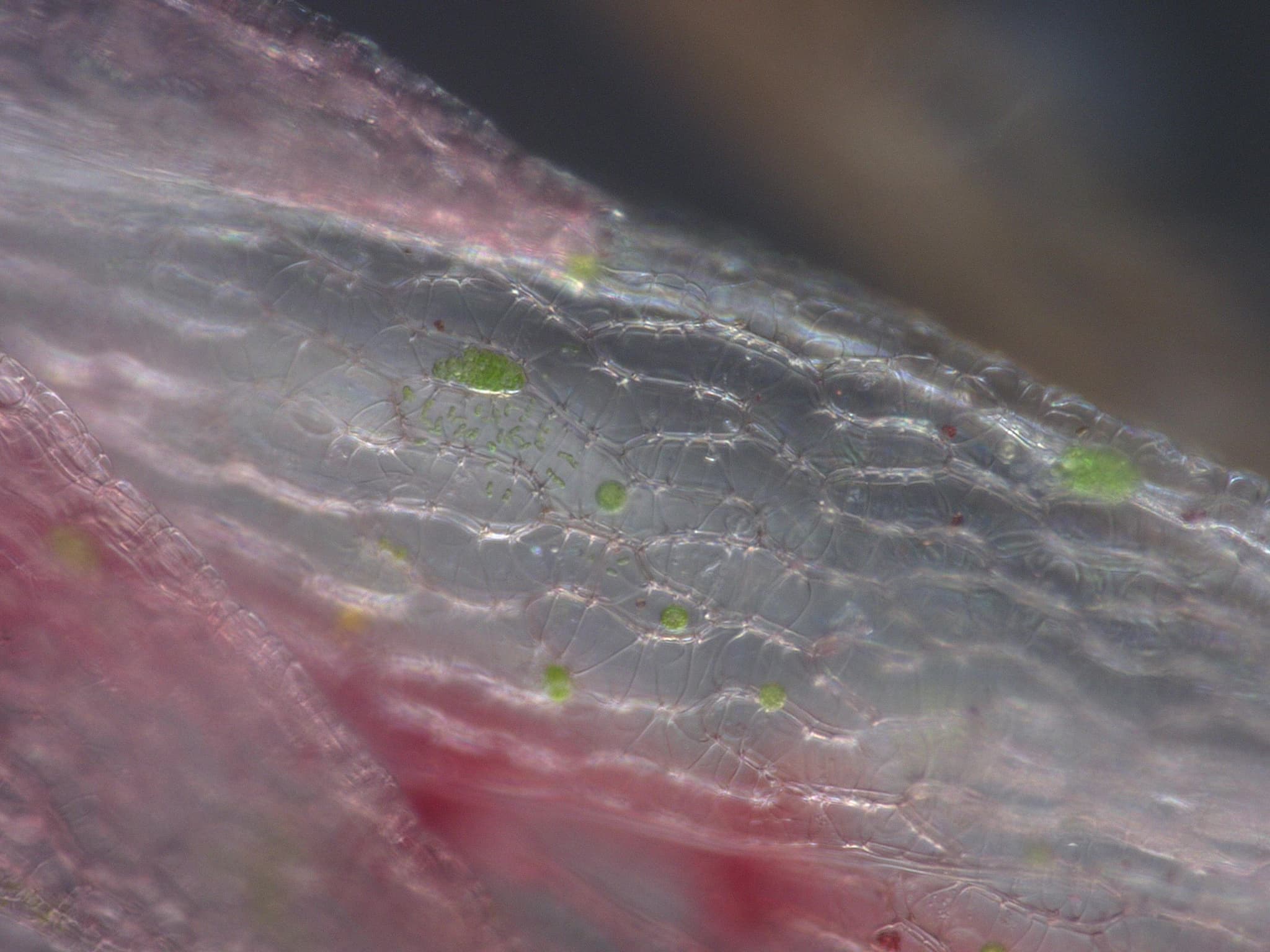 Sphagnum moss and its habitats