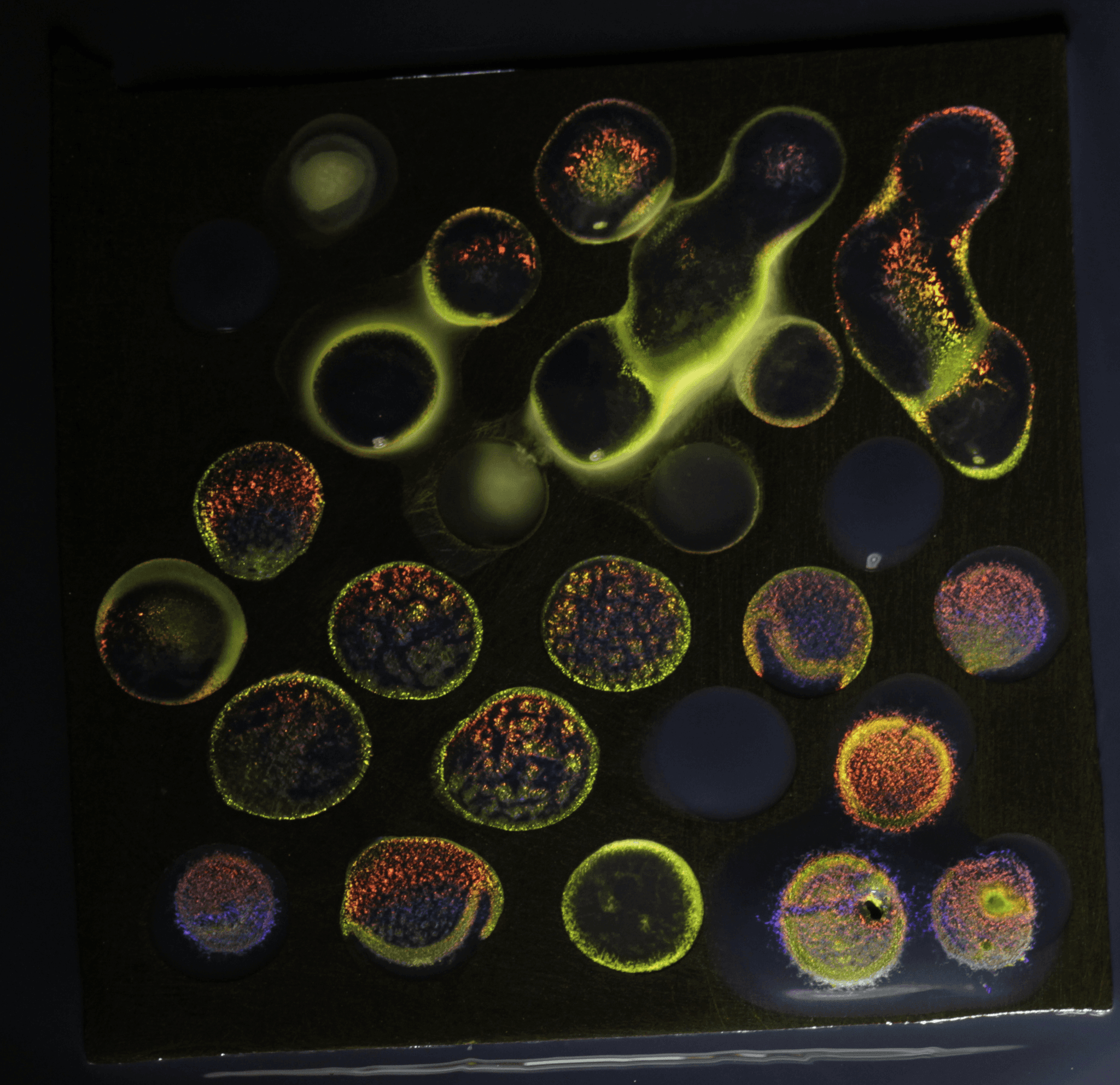 Structural Color by Lilian van Daal.