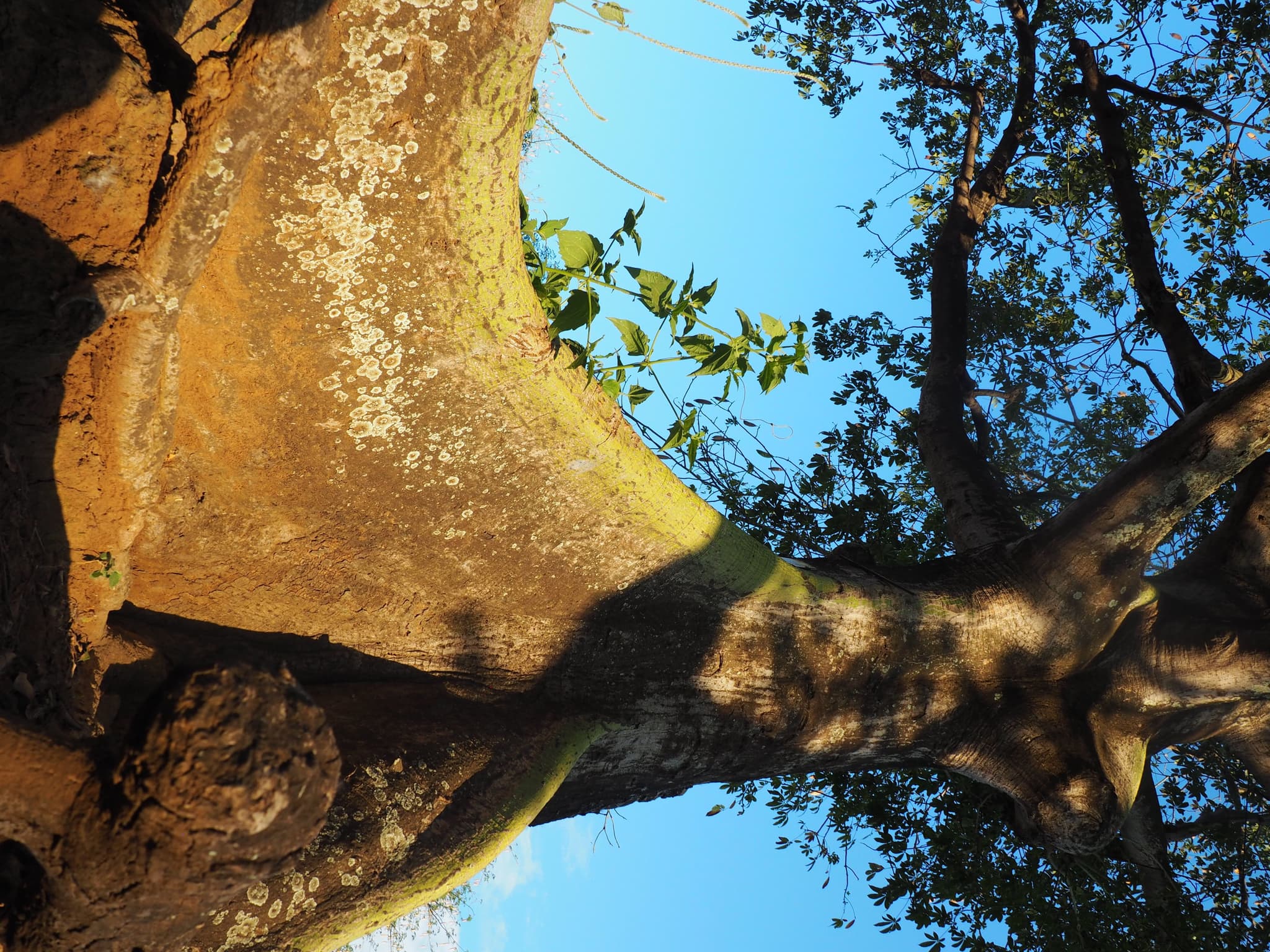 The Kapok tree stands for approximately 100 years without being cut or replaced, absorbing a significant amount of CO2.