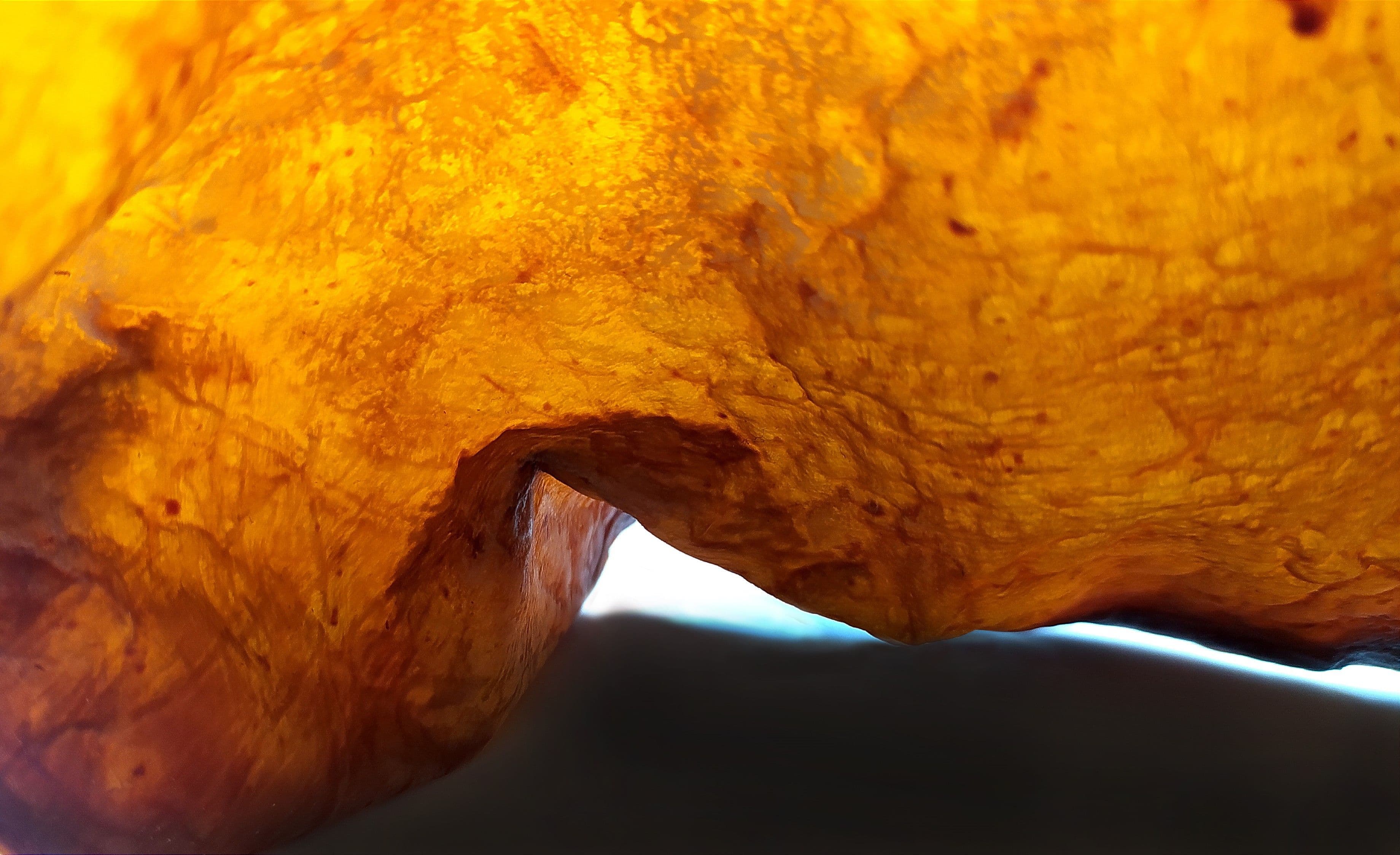 Beyond Human: Selenia Marinelli on Bio-Architecture