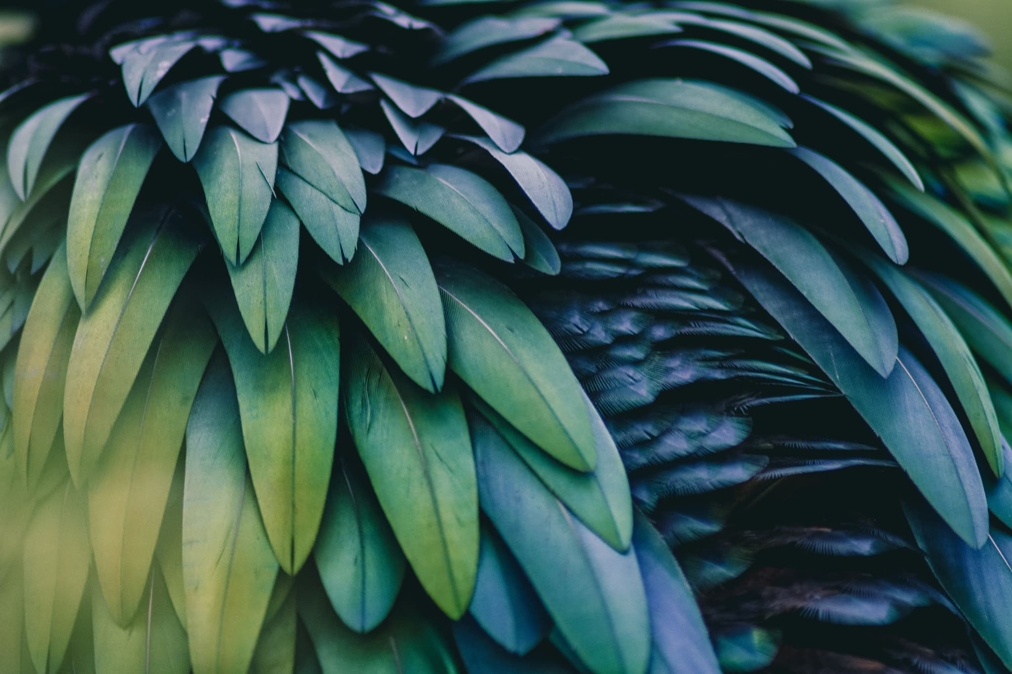 Bird feathers by Alexander Sinn