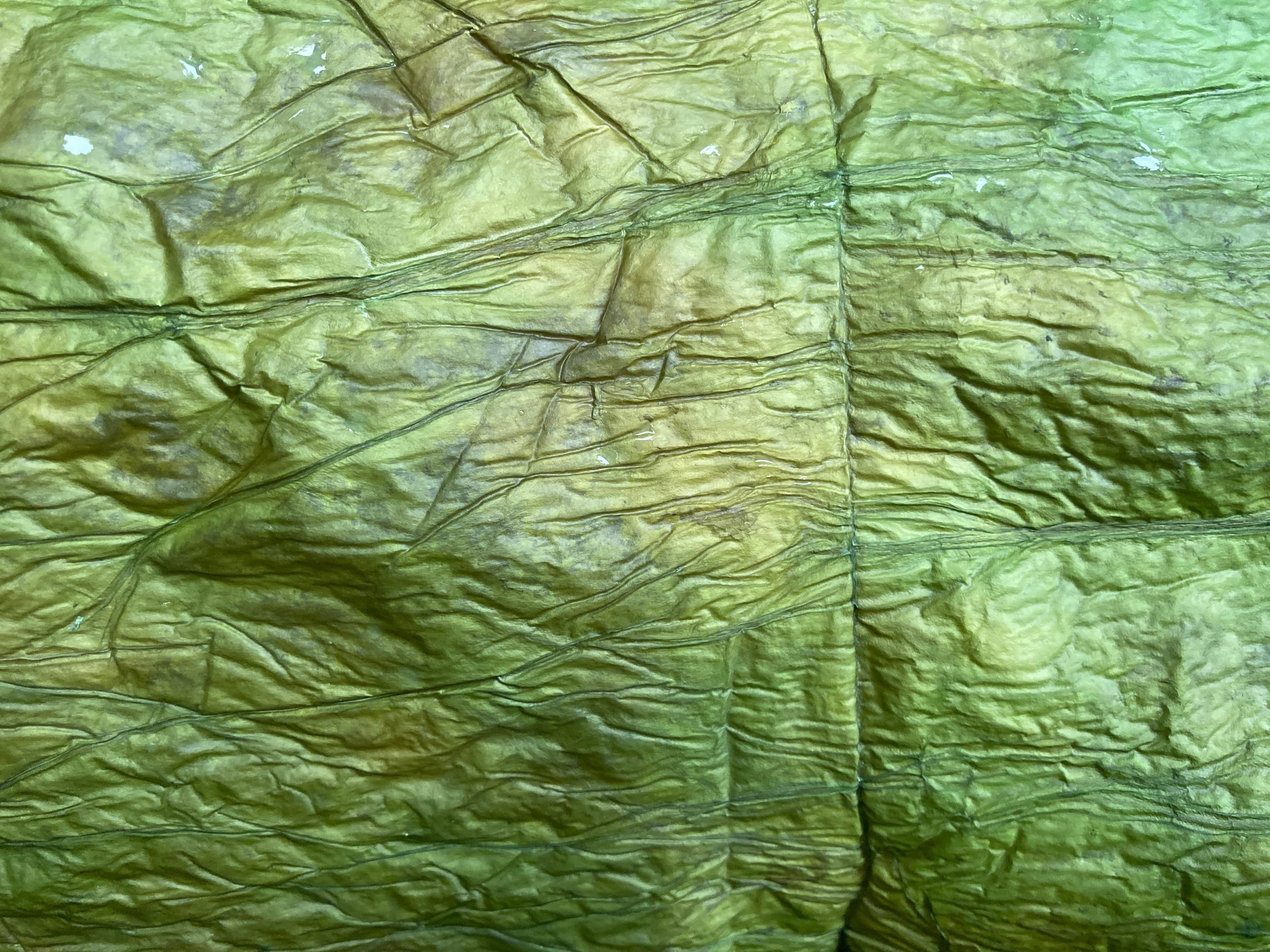 Vegan leather from bacterial cellulose: Poorva Shrivastava's take