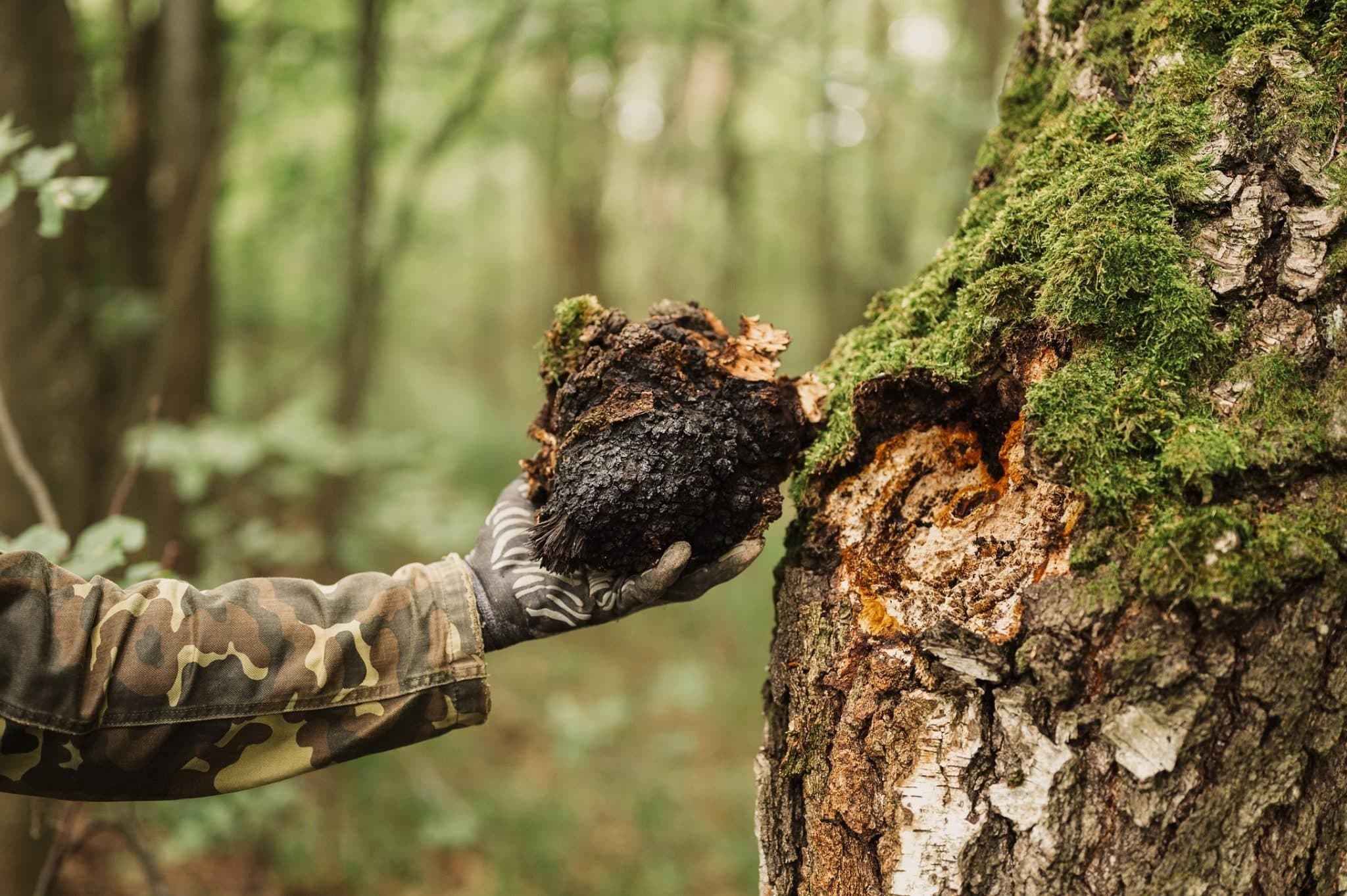 Chaga Mushrooms (Photo courtesy of Herbal Reality)