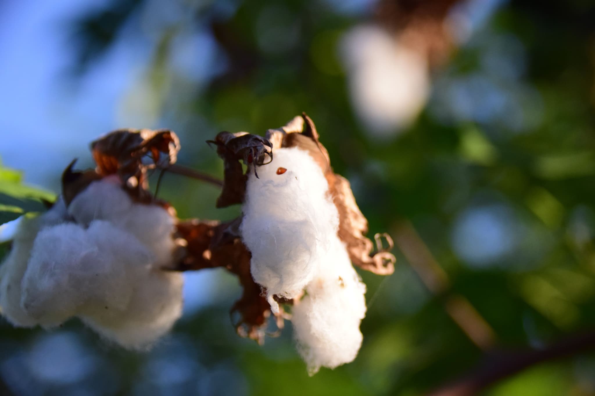 Cotton cultivated organically can be a substitute for conventional cotton (Photo by Jacinto Diego on Unsplash)