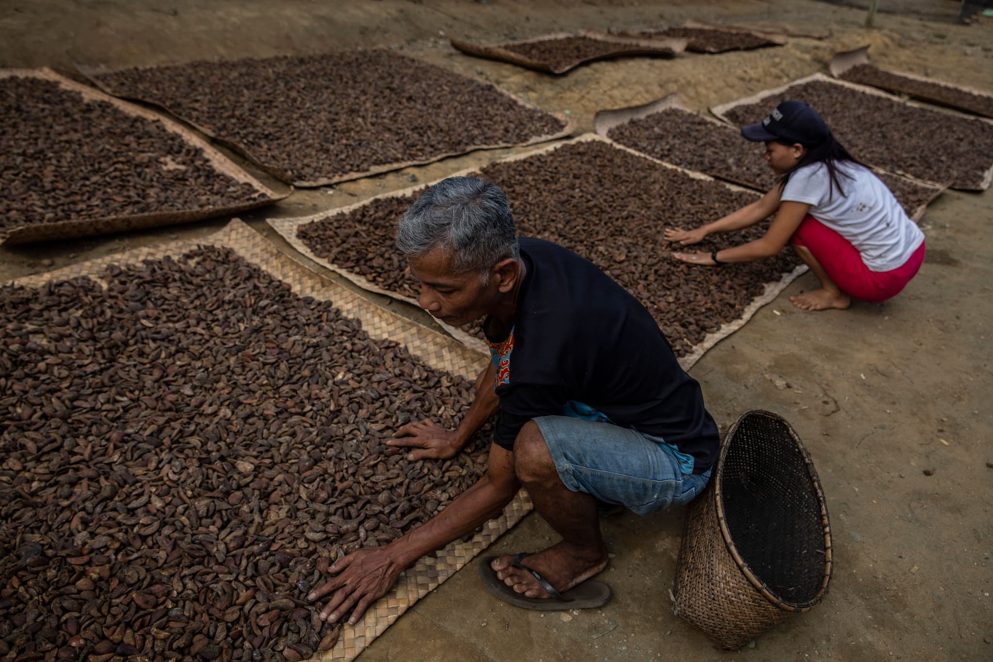The illipe nut season does not occur every year, but every 2-3 years.