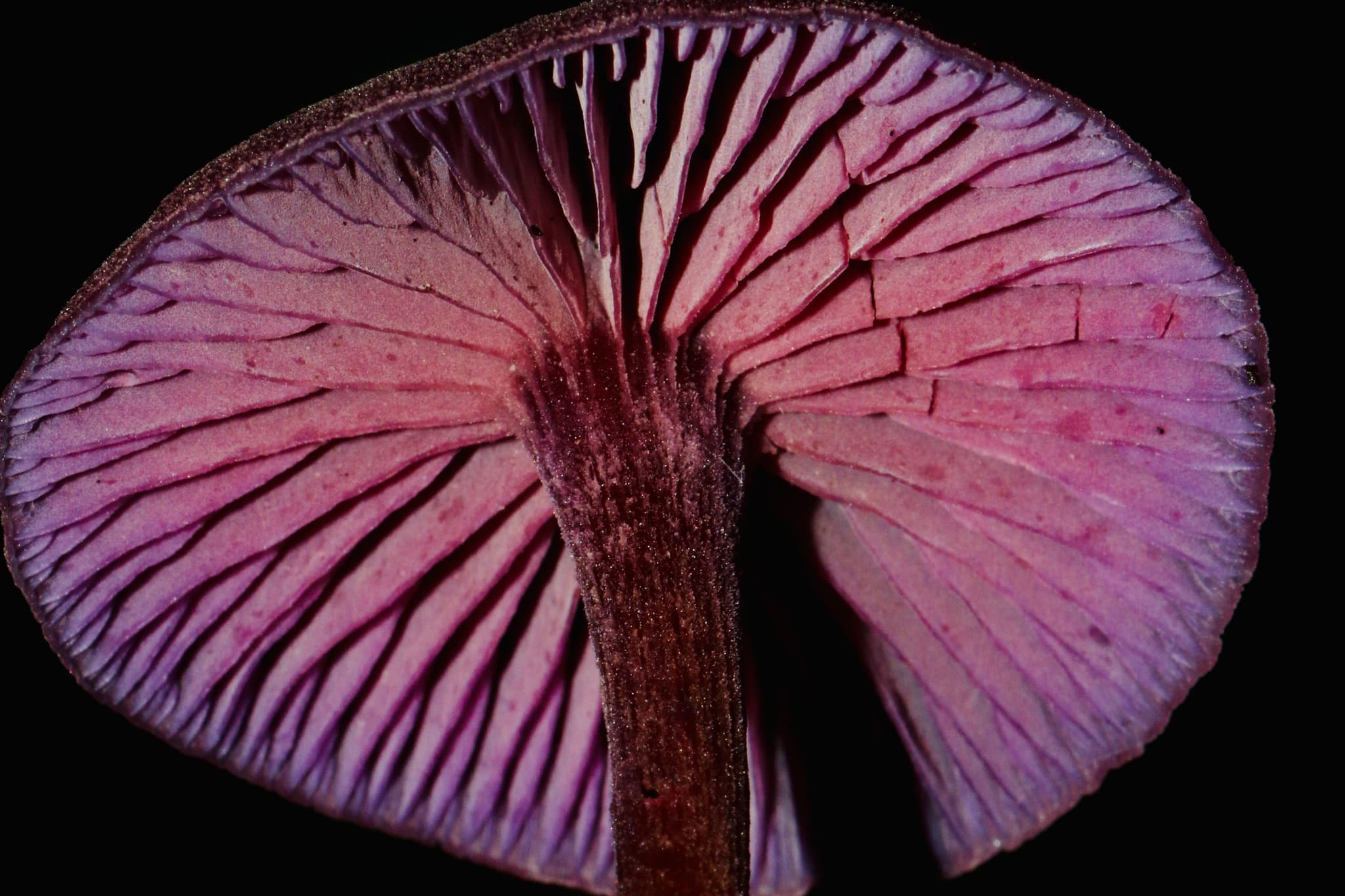 With mycelium, we're at the beginning of a material revolution