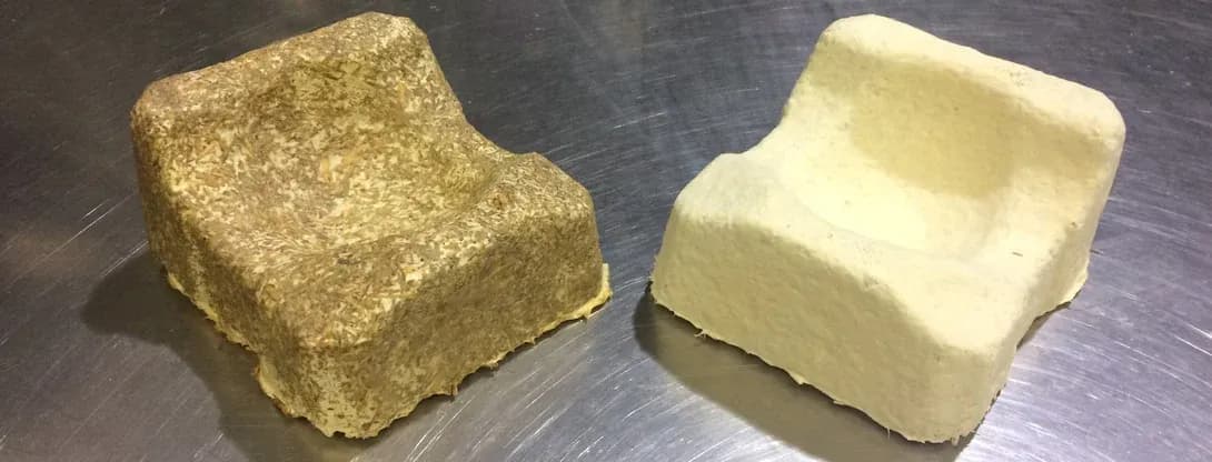 From crop burning to mycelium growth - Mushloop's vision