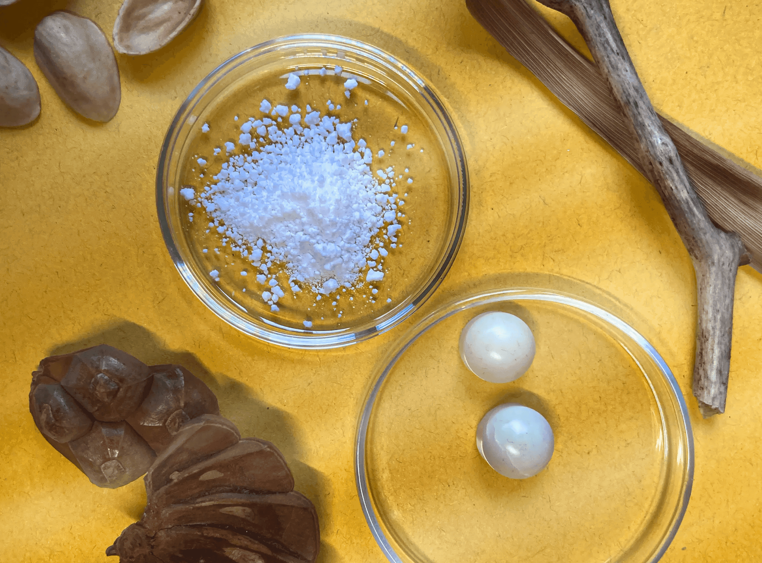 In a Green Nutshell: OzoneBio’s Formula for a Circular Future