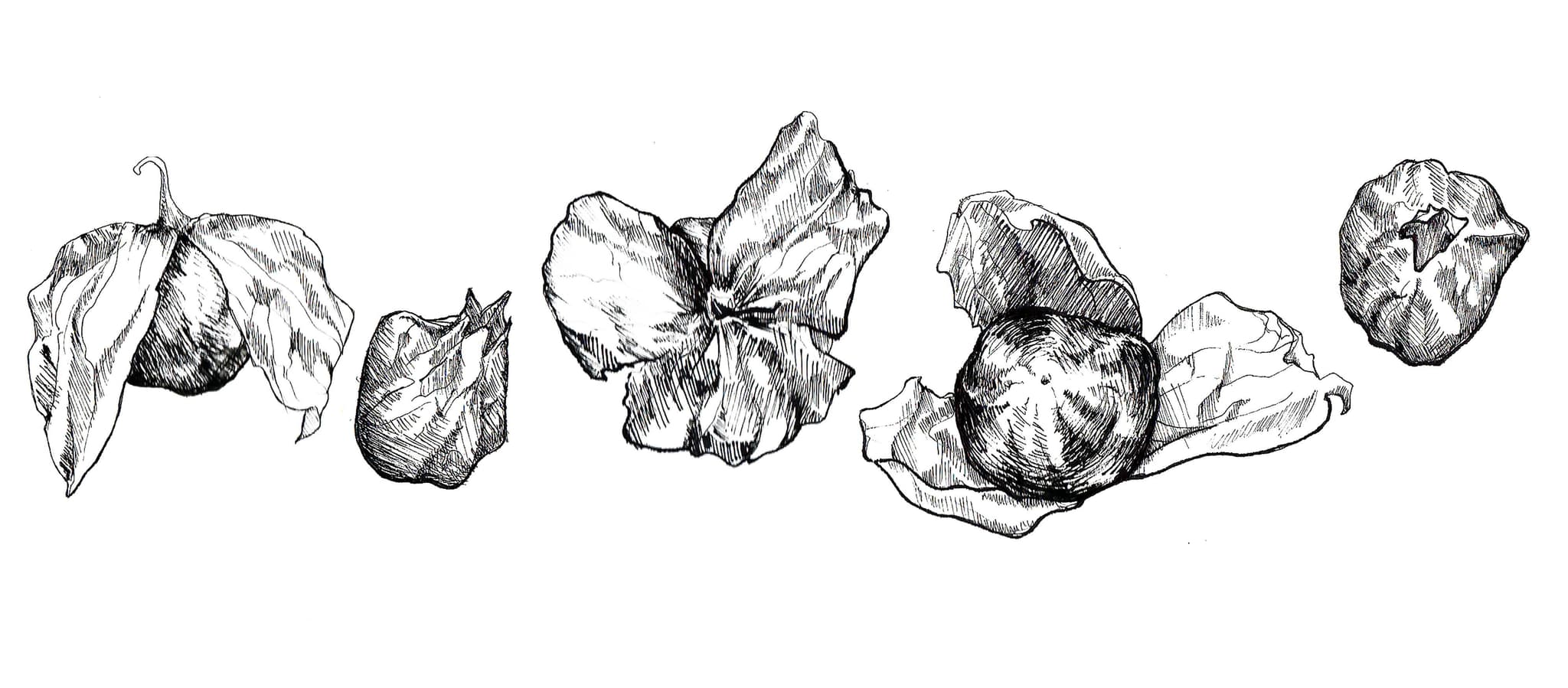 Tomatillo sketching, pen on paper by Lizzie Wright