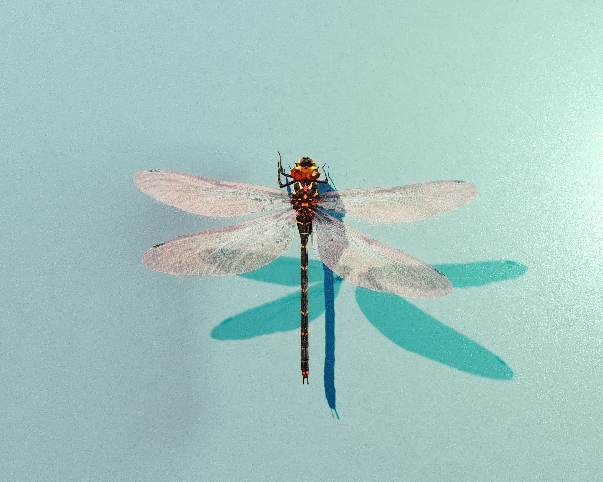 Tocco Report: Animal Origin 2.0