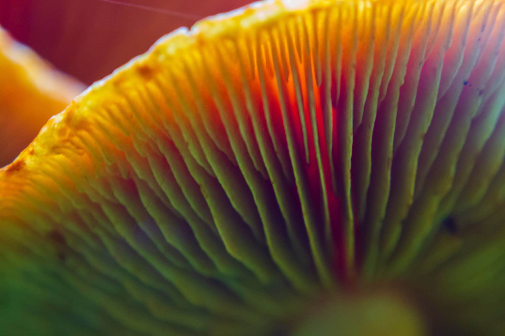 The potential of mycelium-based products is seen across industries