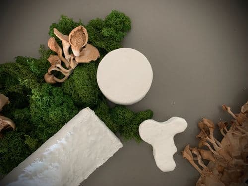 Shroom with a View: MycoSphere’s Desert-Born Fungal Futures