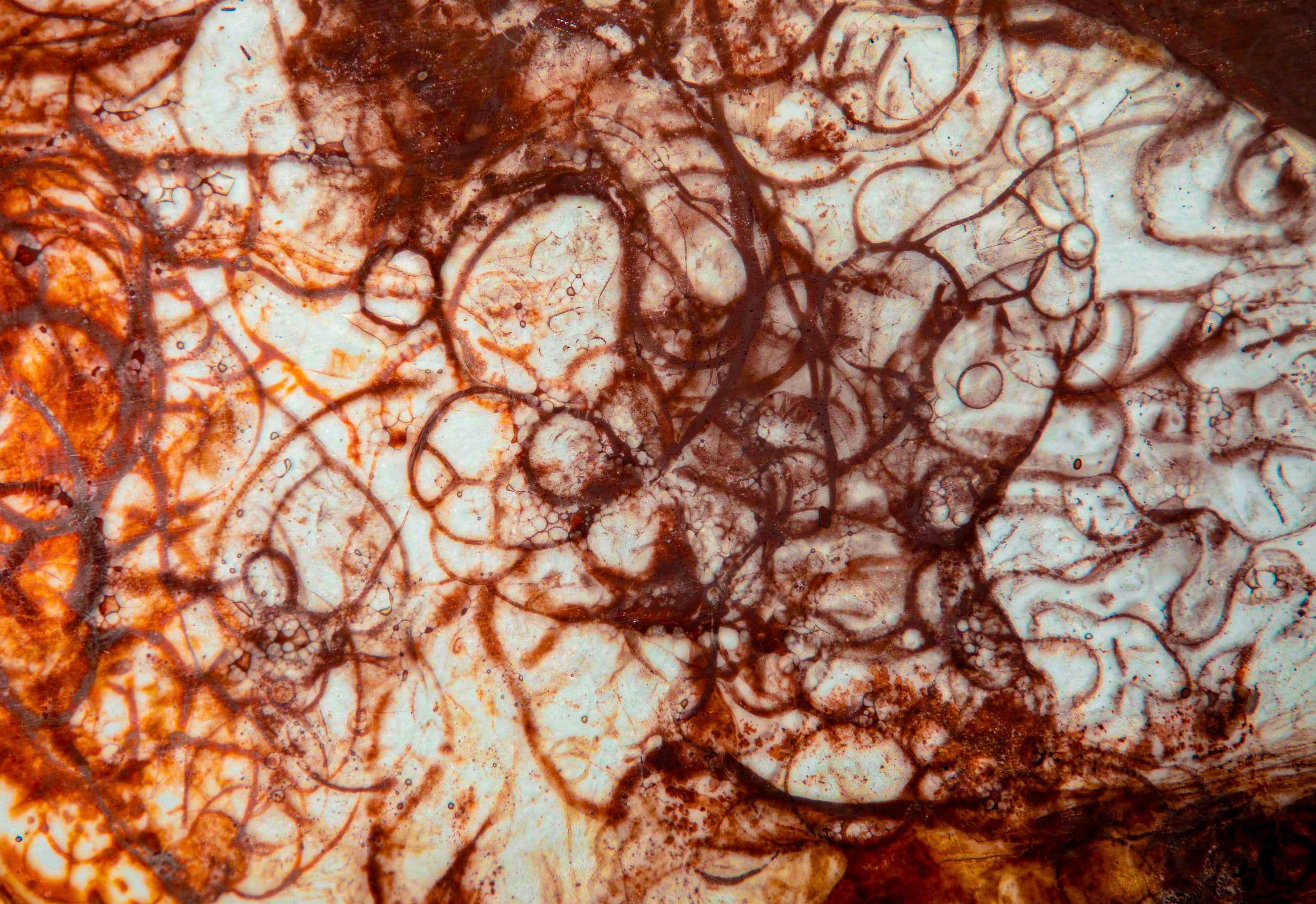 Glass, Oxide, Bloom: Inside the World of Ster Borgman’s Color Alchemy