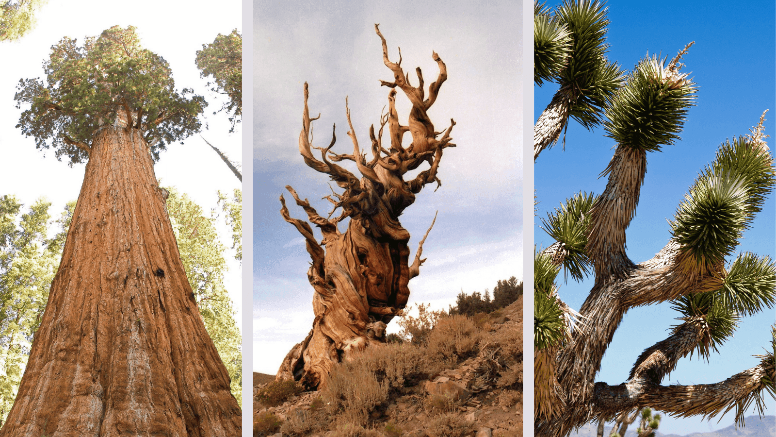 The Oldest Living Things in the World