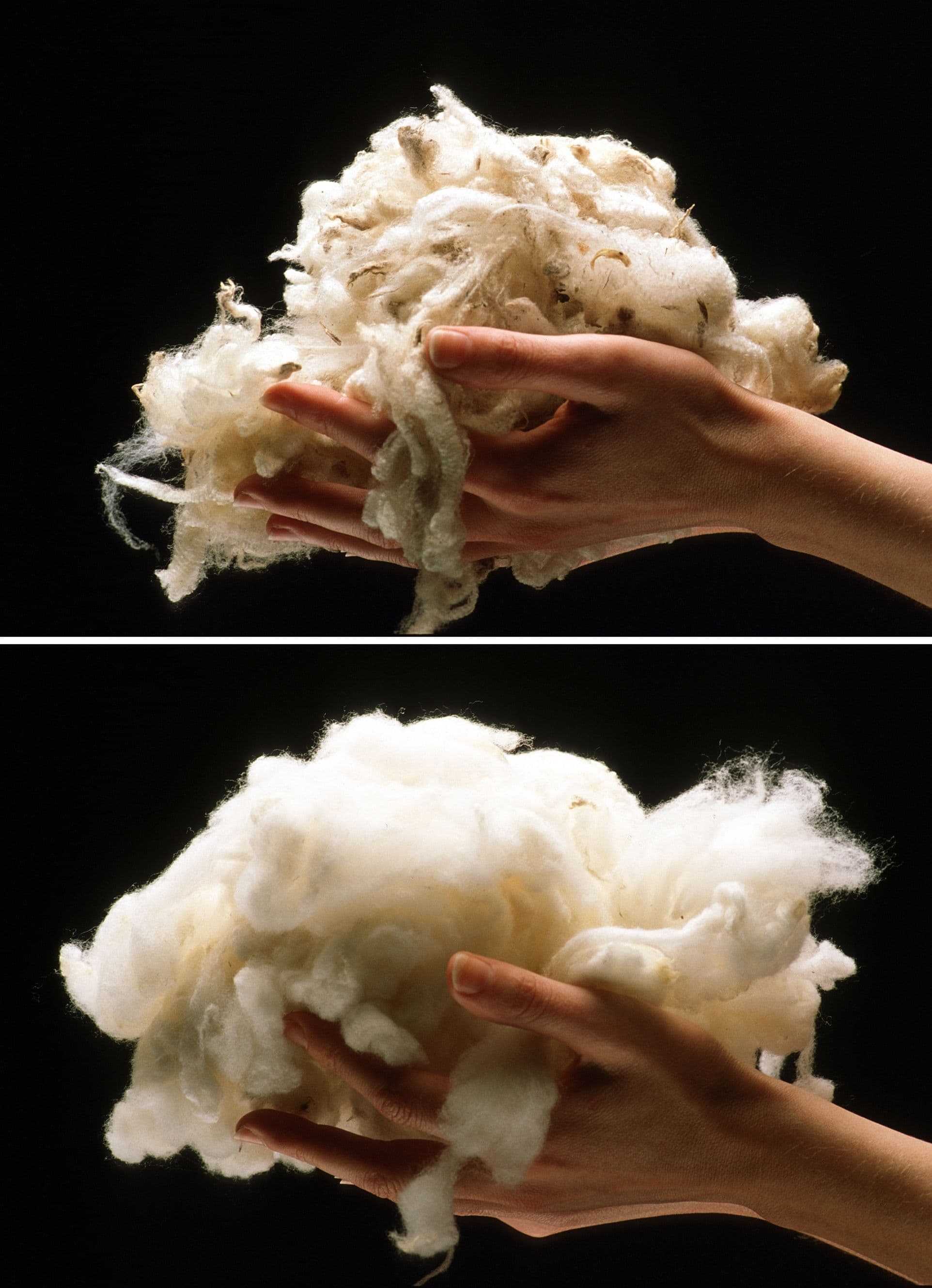 Wool after being cleaned (Source: Wikipedia)